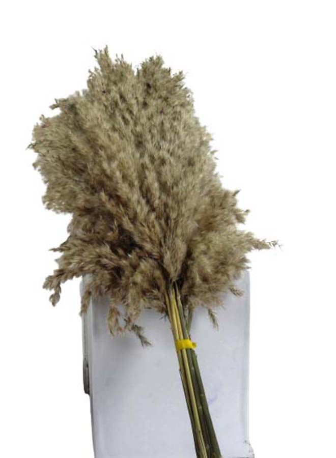 FANCY FLOWERS Pampas Grass Decor - Tall Extra Fluffy - Faux Artificial Dried-Beige White Natural - 60-80 Cm -20 XL/Large (Beige) - Image 5